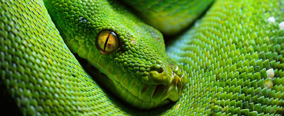 best python ide 2018, python ide, best python ide, free python ide,