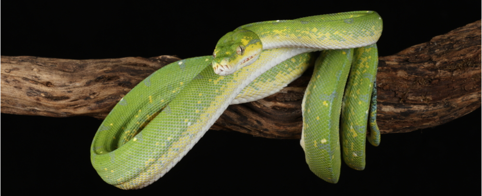 Green Tree Python (snake). 