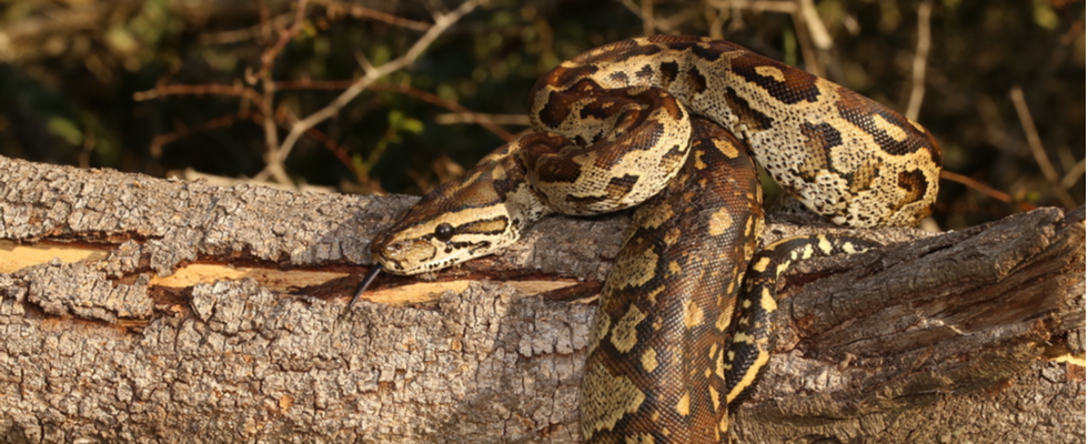 Southern African Python (Python natalensis) in his natural habitat. 